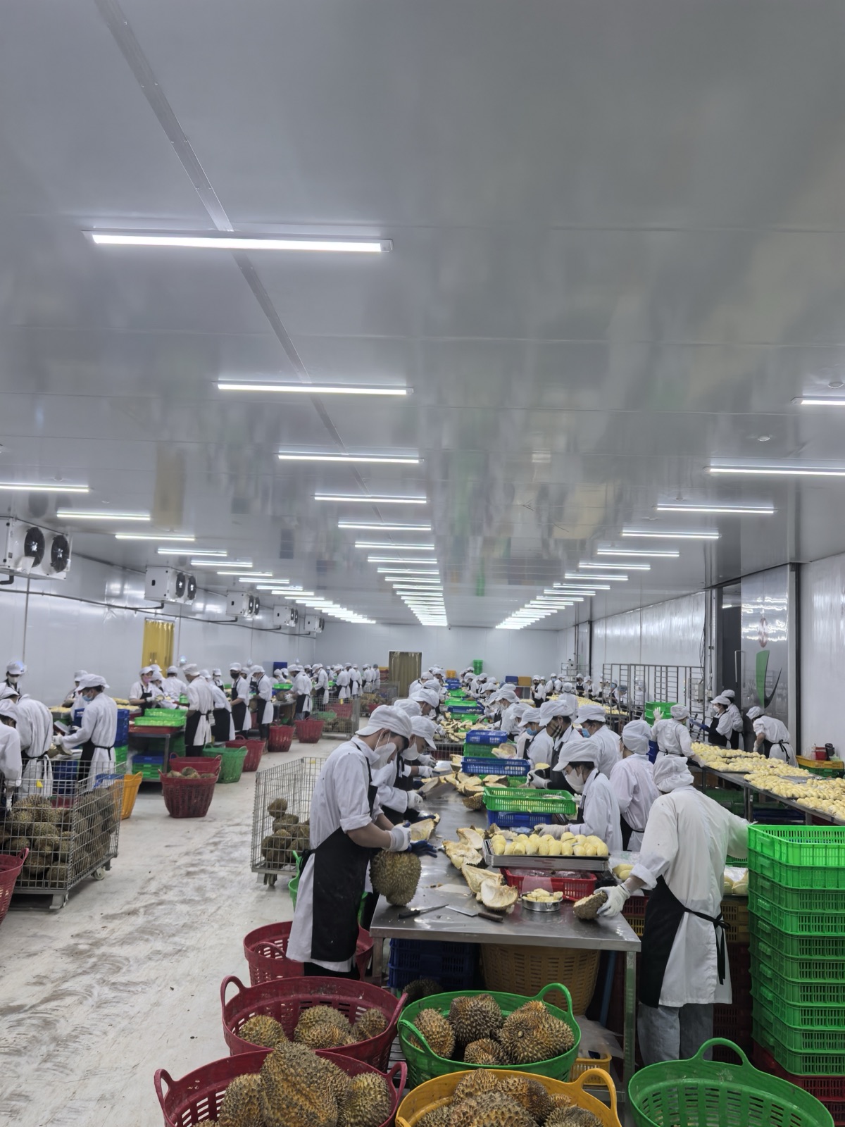 榴莲果肉加工生产线